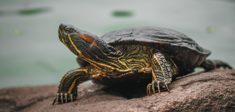 8 vérités intrigantes sur la carapace des tortues.