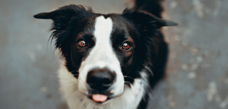 5 choses que les chiens m’ont apprises