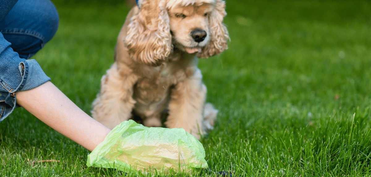 Couleur et consistance des selles du chien : que révèlent-elles ?