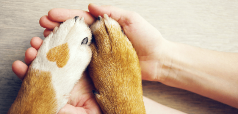 pates de chien dans les mains de son maître