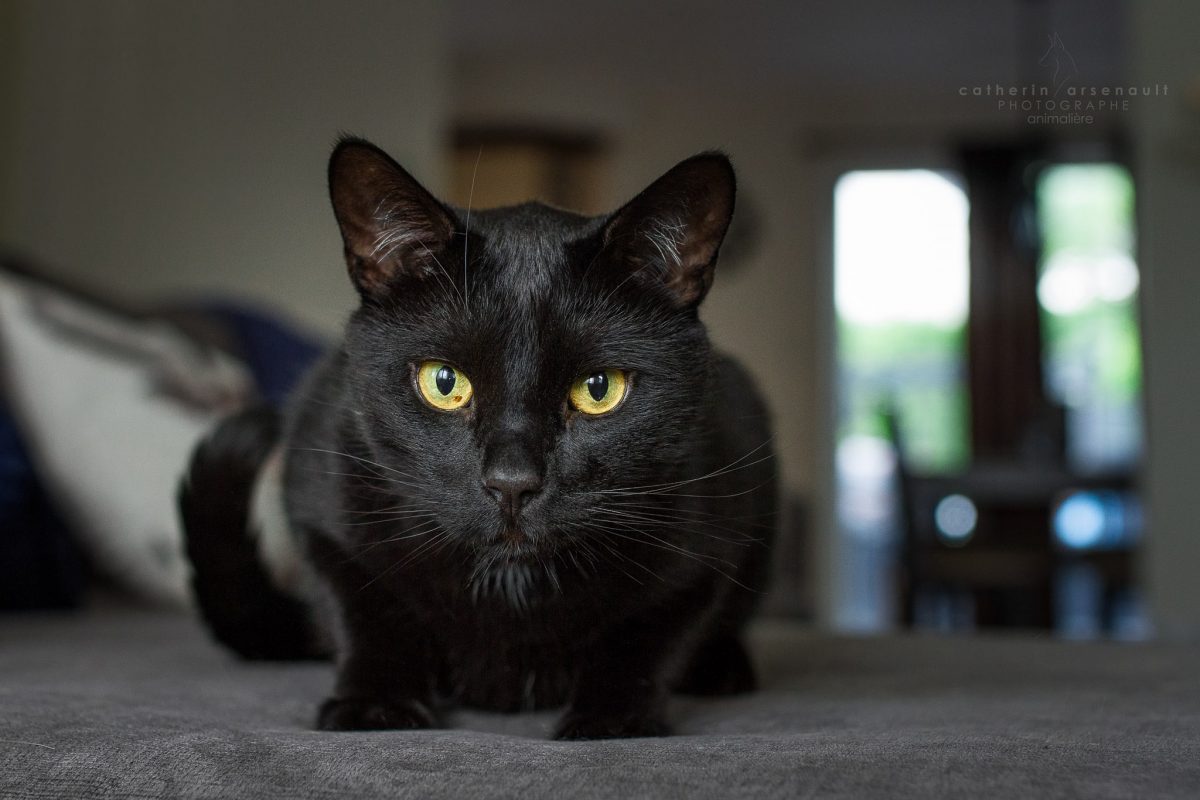photo de chat noir par Caterine Arsenault