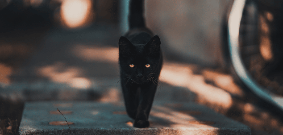 D'où vient la peur des chats noirs ?