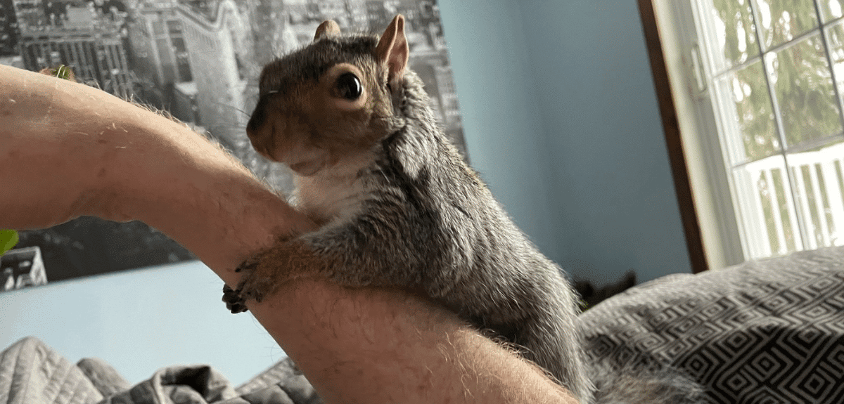 écureuil de compagnie accroché sur le bras de son maître