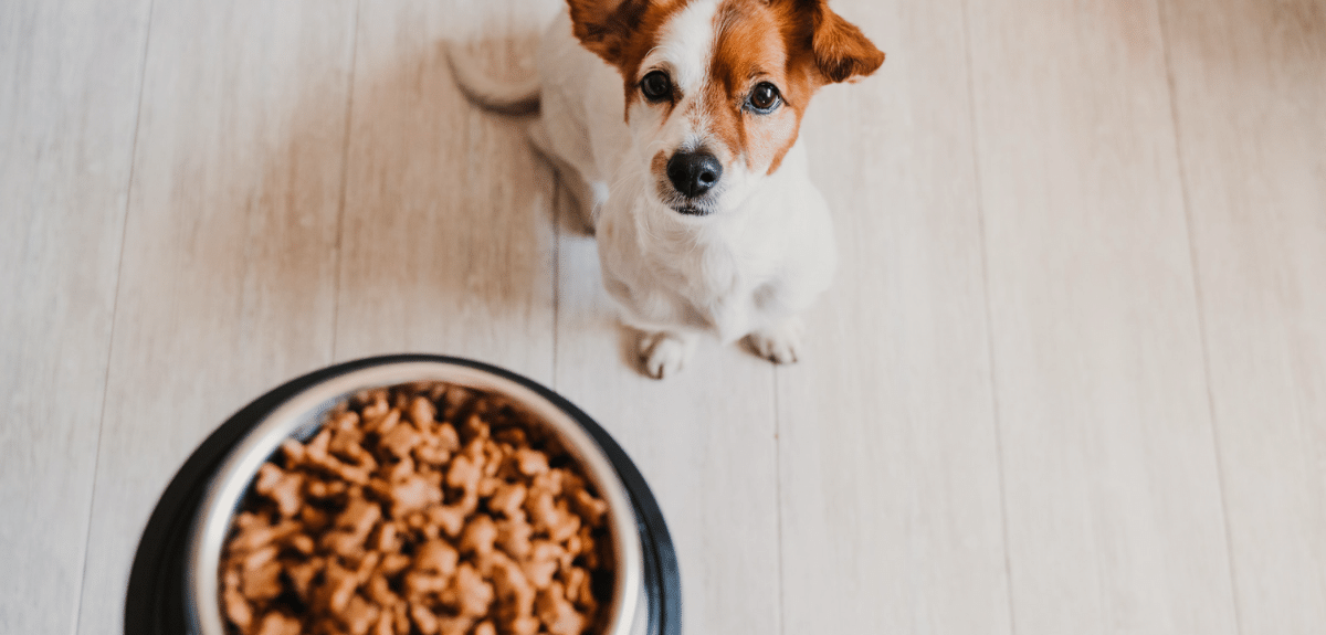 nourriture hypoallergène chien