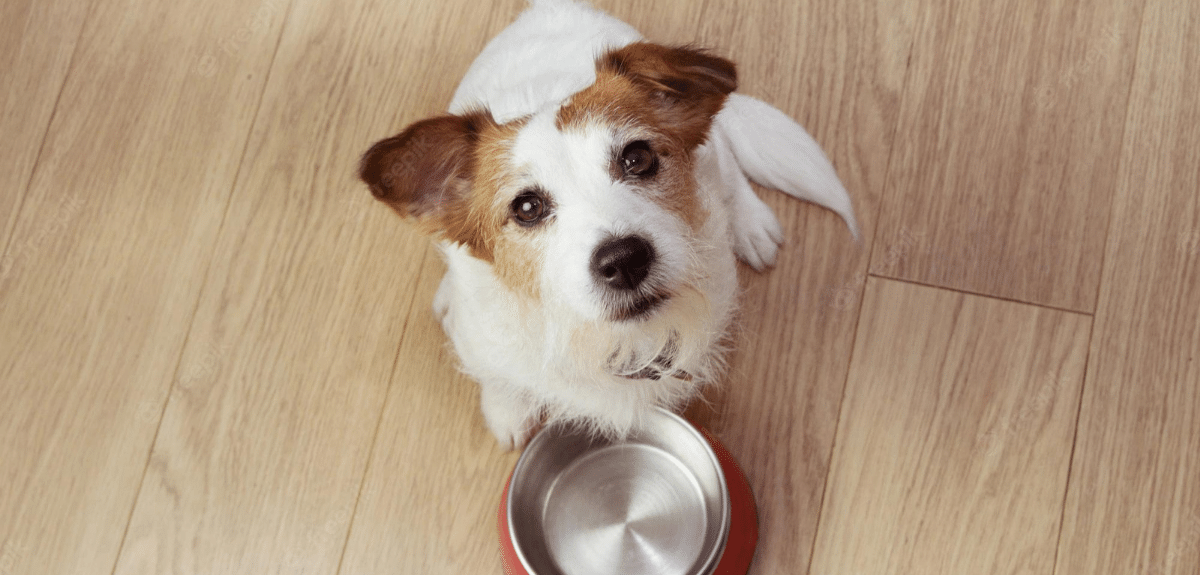chien assis devant son bol de nourriture vide