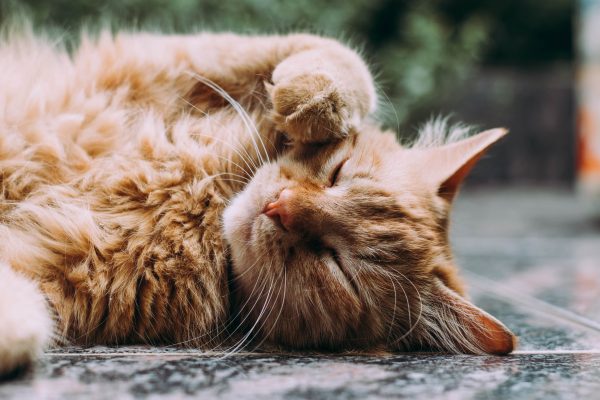 joli chat roux couché au sol
