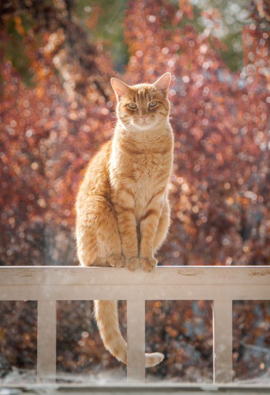 chat assis sur clôture automne