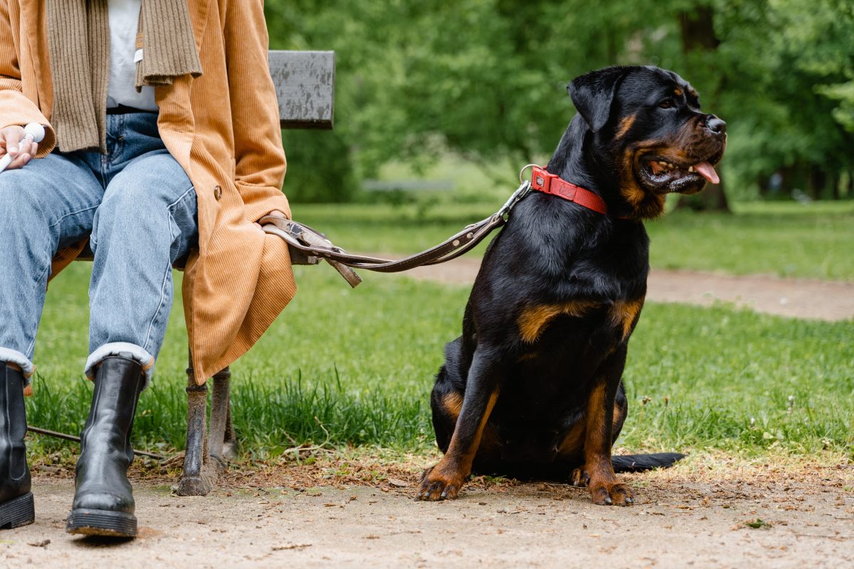 vieux chien assis près de son maître sur un banc de parc