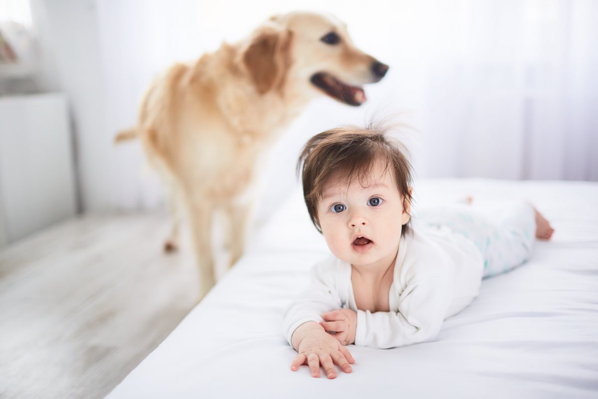 Bébé allongé sur le lit seul avec un chien labrador