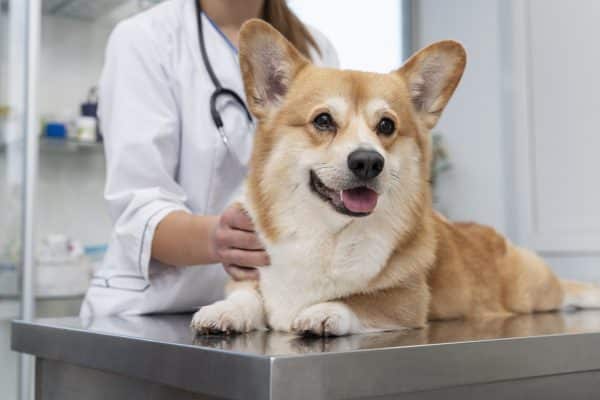 don de sang d'un chien chez le vétérinaire