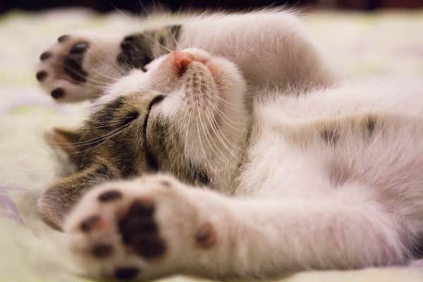 Photo En Gros Plan D'un Chat Endormi Mignon