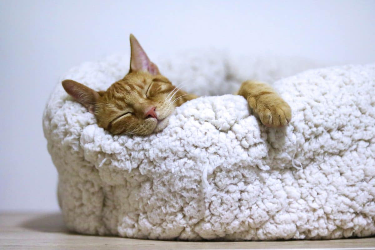 chat caramel couché dans son lit les yeux fermés