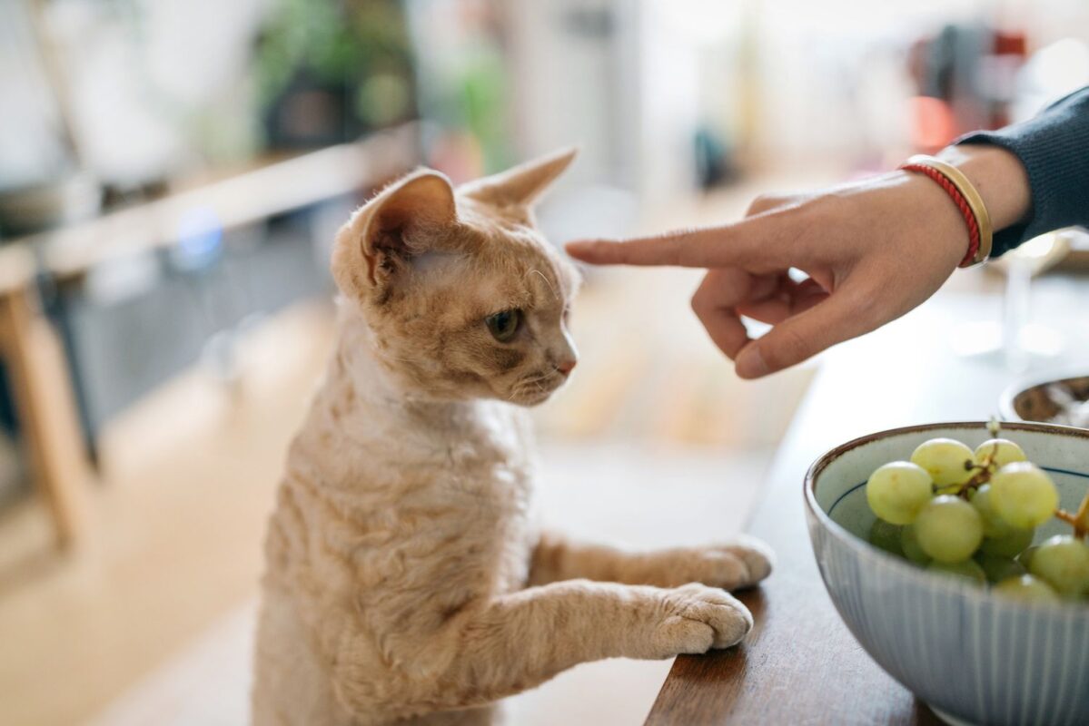 chat qui regarde des raisins verts sur la table de la cuisine alors que son maître lui fait signe qu'il ne peut pas en manger
