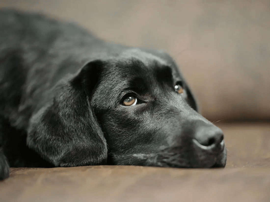 Mon chien s’est fait arroser par une moufette, que faire? Dre Lucie Hénault Mon chien s’est fait arroser par une moufette, que faire? Dre Lucie Hénault