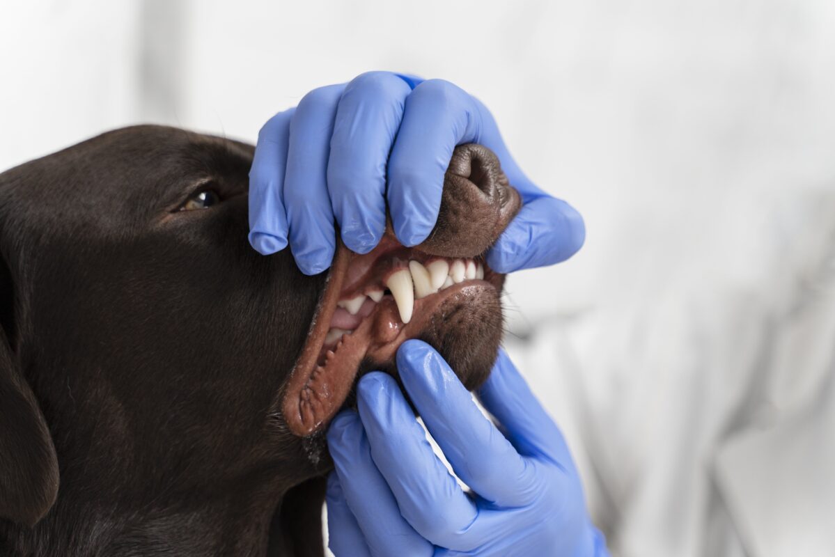 vétérinaire qui ouvre la gueule d'un chien pour inspecter ses dents