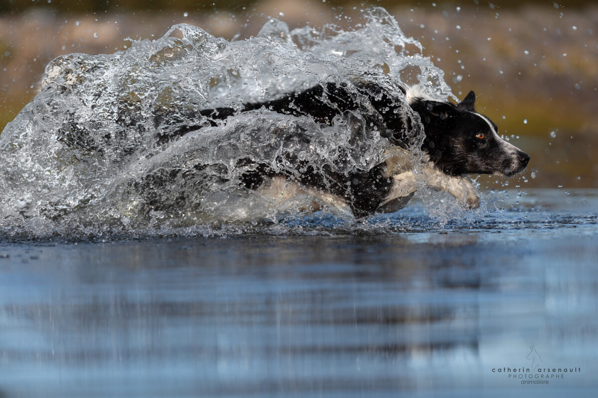 Photo d'un chien en action qui cours dans l'eau
