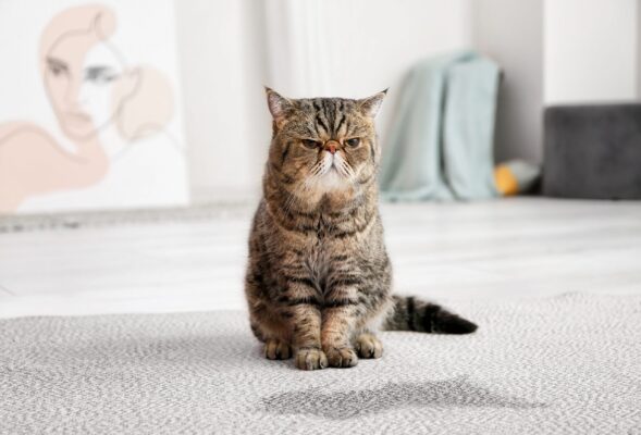 chat assis sur le tapis après avoir uriné dessus