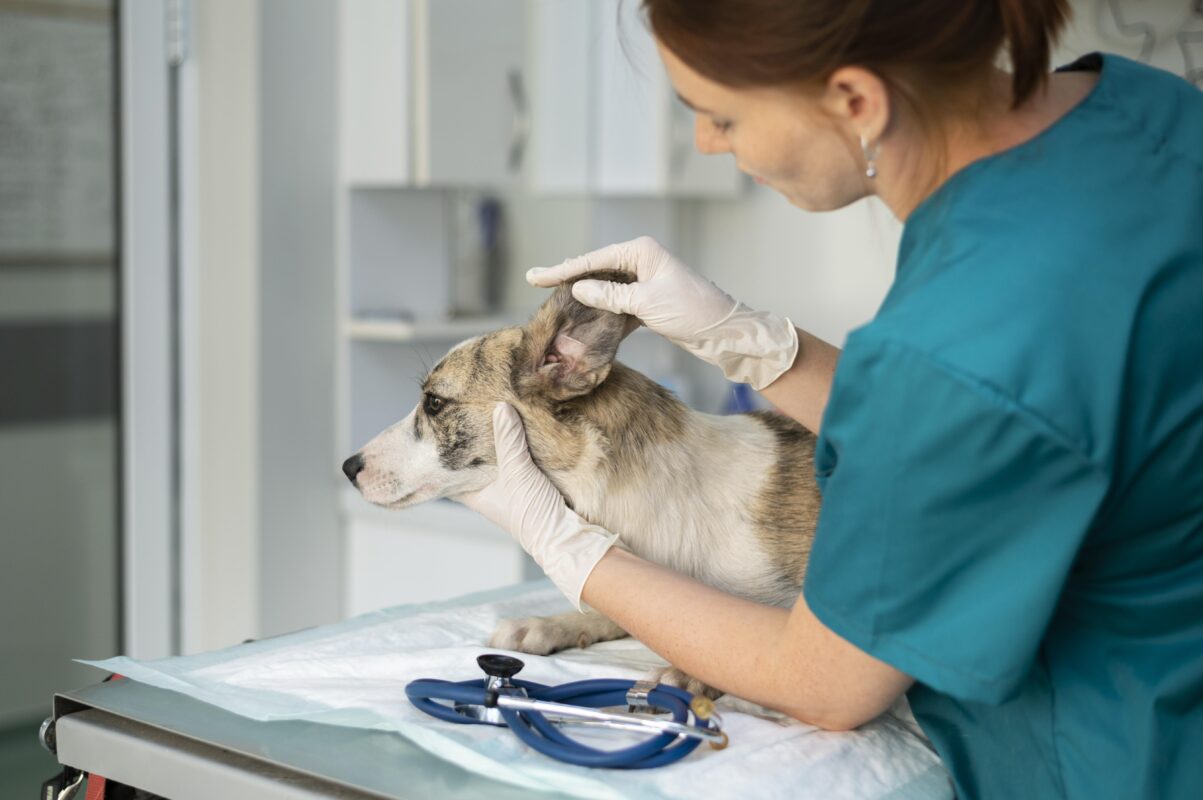 chien dans un centre d'urgence vétérinaire qui se fait vérifier les oreilles par une vétérinaire