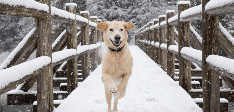 chien course hiver