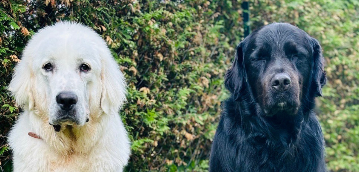 bou et coby en promenade