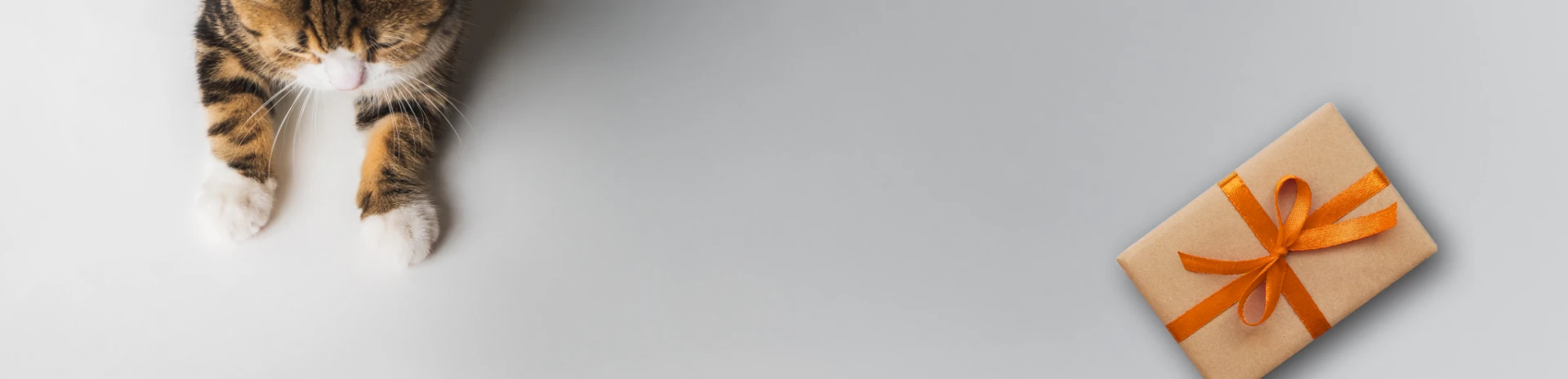 Chat et cadeau
