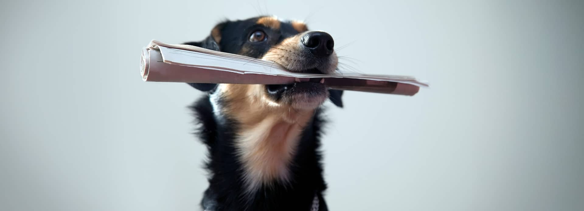 chien-journal-magazine