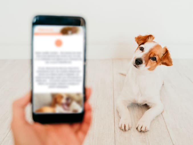 infolettre-chien-mobile