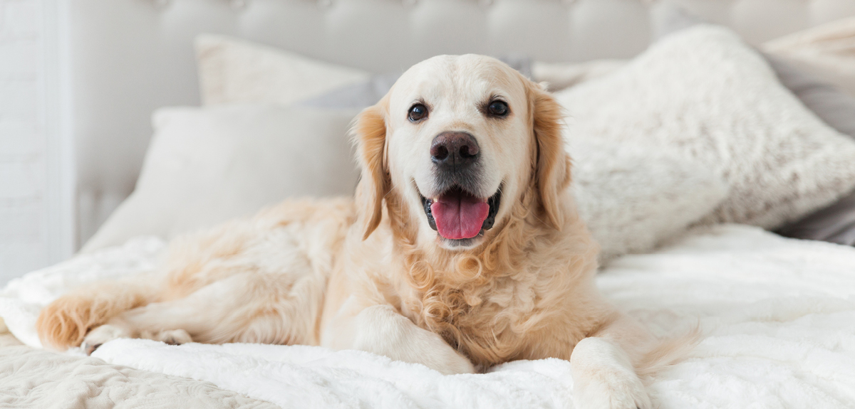 Quand les animaux font de nous de meilleurs humains
