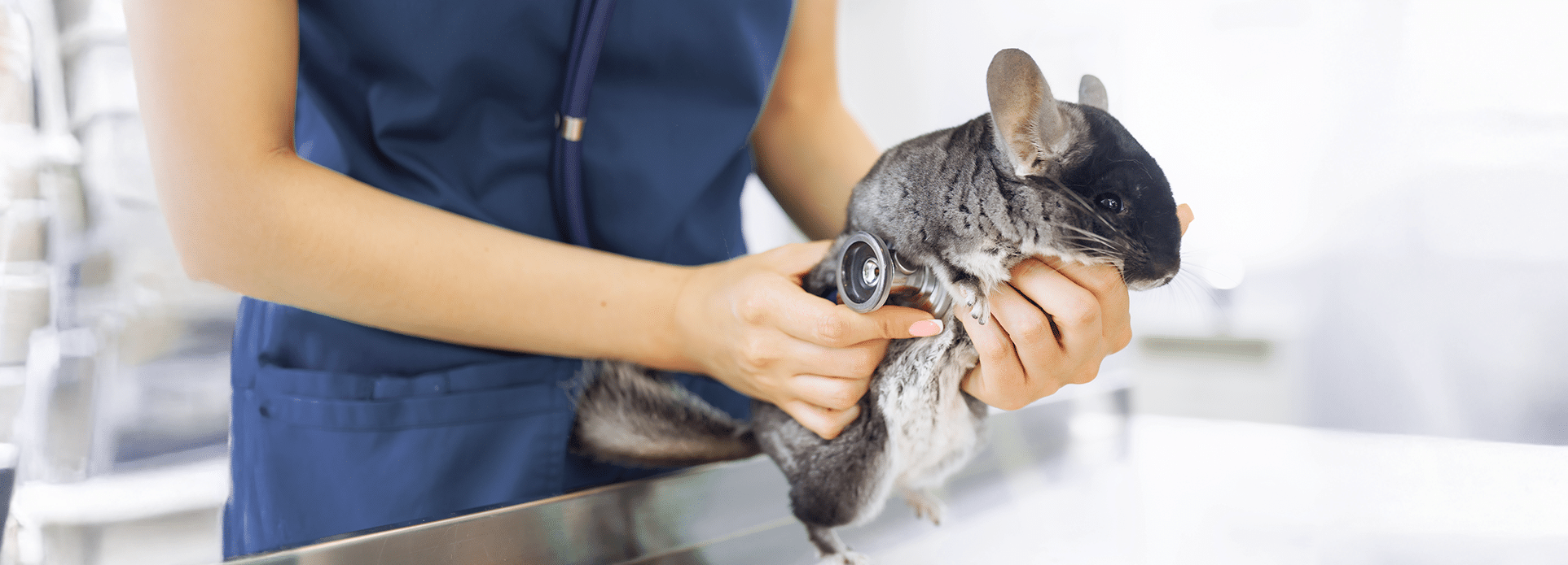 Clinique Vétérinaire Animomédic