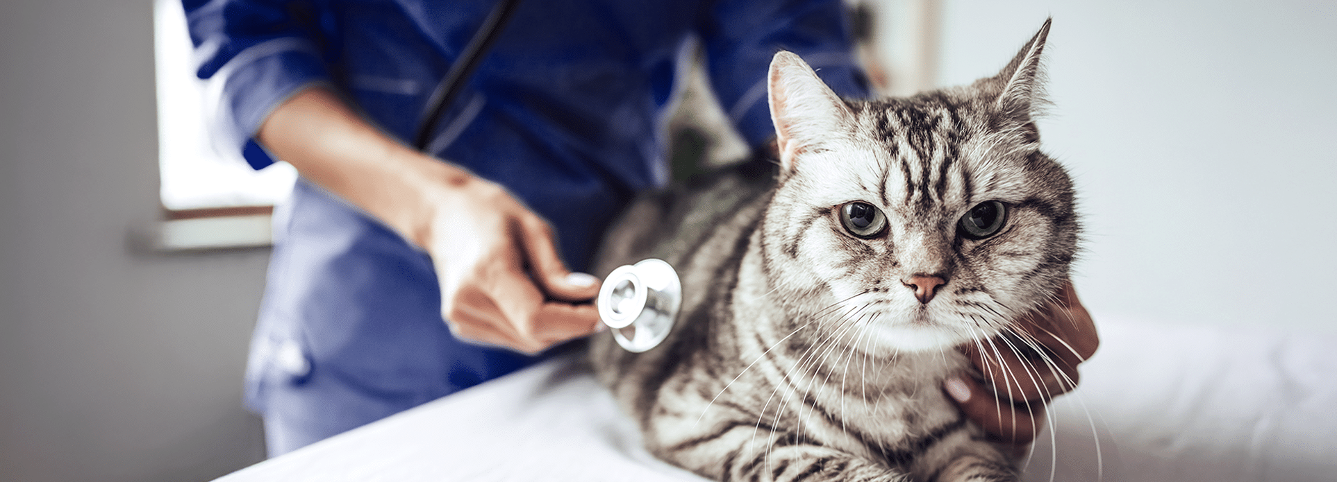 Clinique Vétérinaire Lac St-Louis