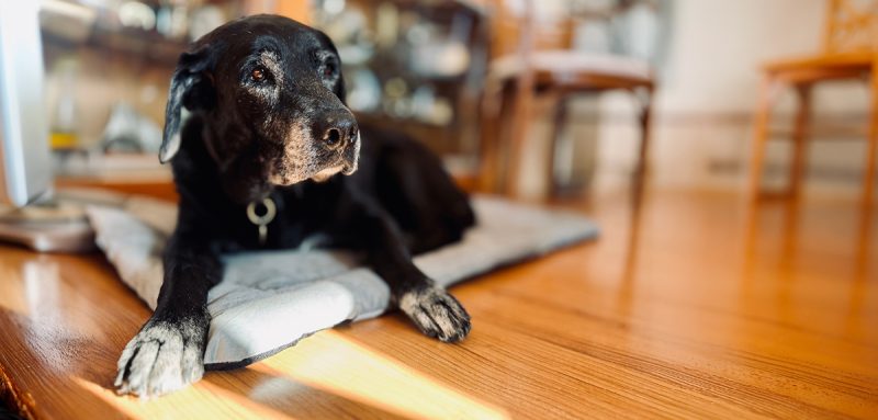 Mon chien vieillit : faut-il changer sa nourriture ?