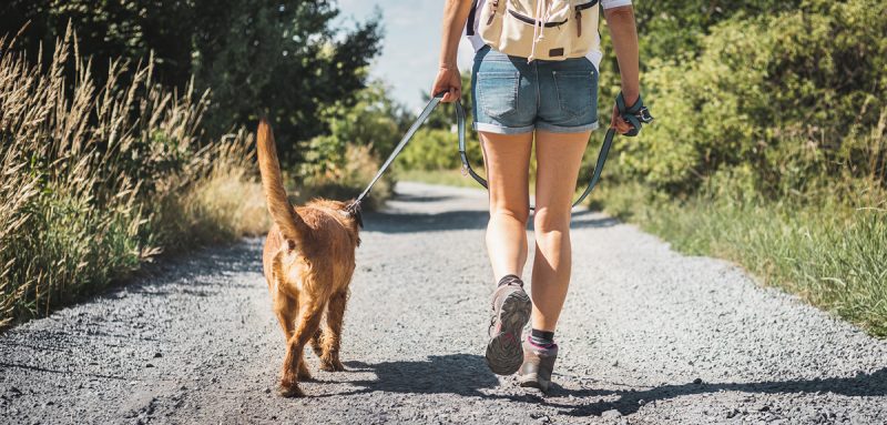 10 idées pour profiter de l&rsquo;été avec votre animal
