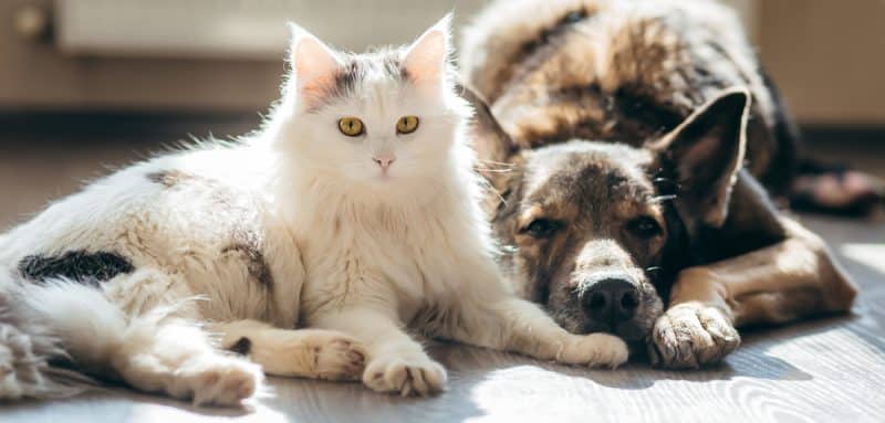 Mon chien ou mon chat glisse au sol : que faire?