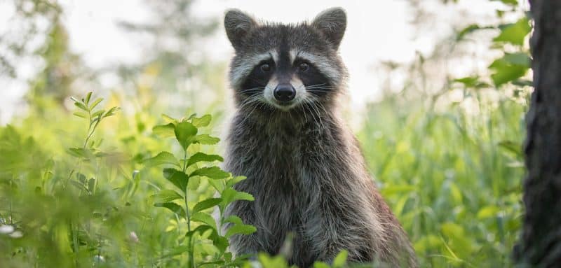 Rage du raton laveur au Québec : comment protéger votre animal ?