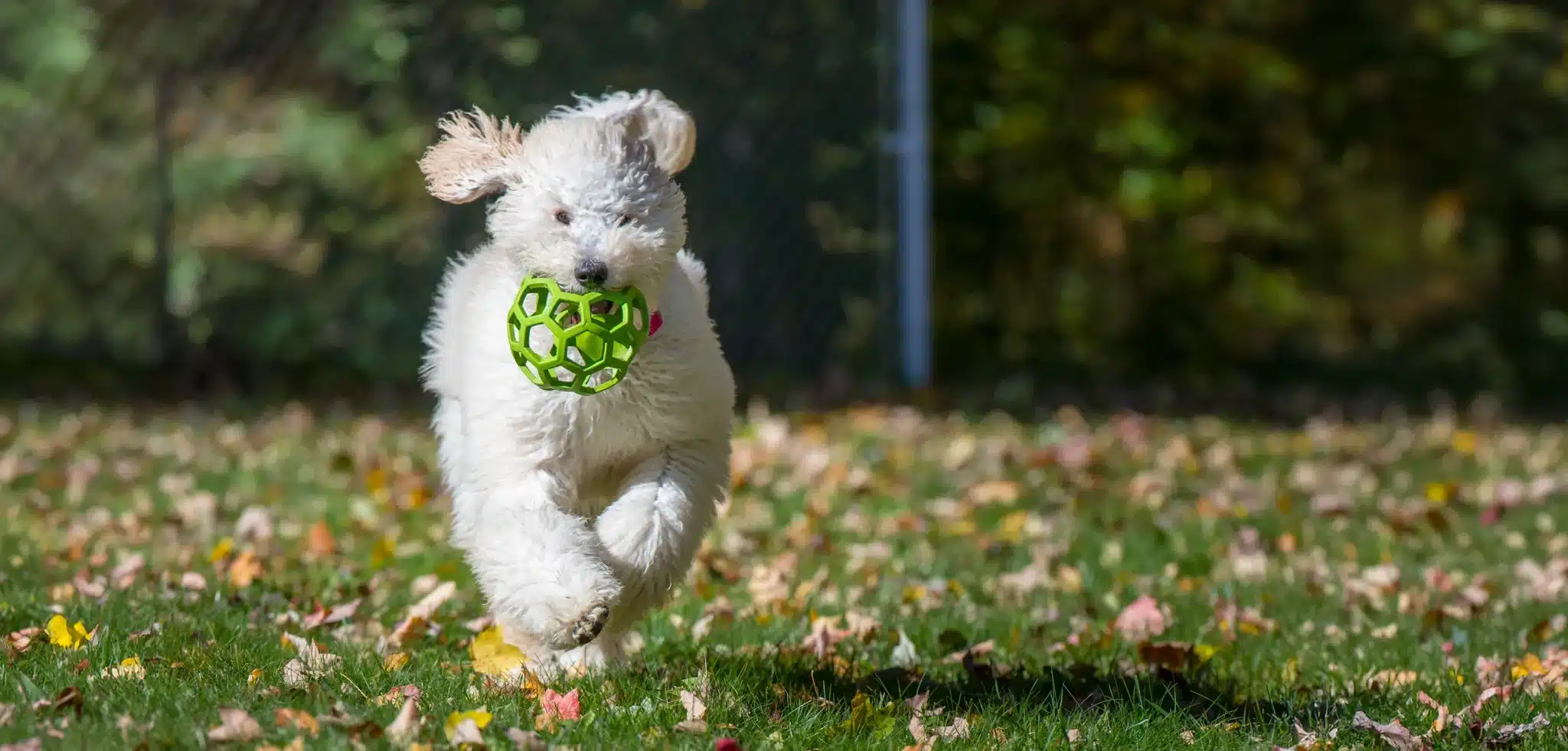 Les chiens « doodle » : problèmes de santé à surveiller